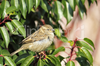 Haussperling (Passer domesticus)