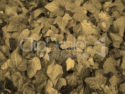 Ivy leaves sepia