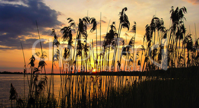 Reeds dawn