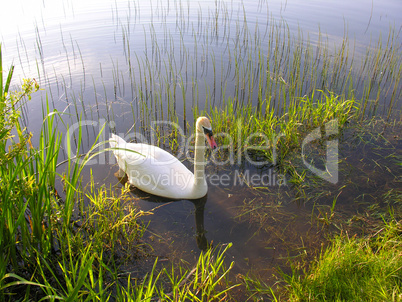 Swan swims to shore