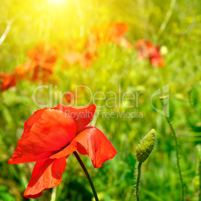 field with poppies and sun