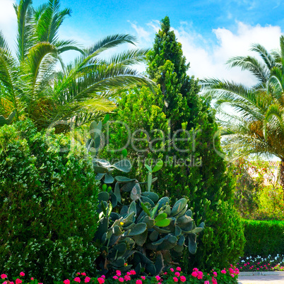 beautiful park with palm trees and evergreen plants