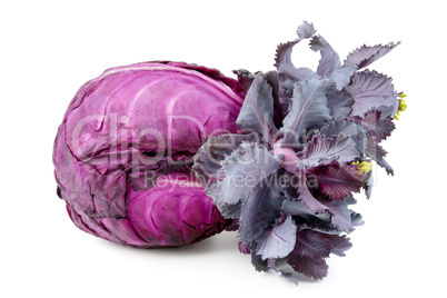 head of cabbage isolated on a white background