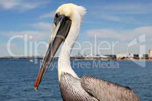 San Diego Pelican