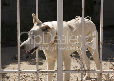 Cute dog behind fence