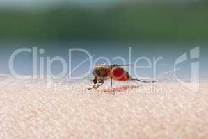 Mosquito blood sucking on human skin