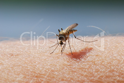 Mosquito blood sucking on human skin