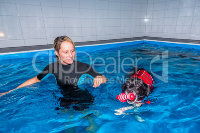 swimming dog