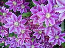 Clematis flowers over green background