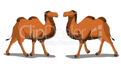 Bactrian Camel Isolated on White Background