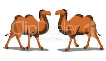 Bactrian Camel Isolated on White Background