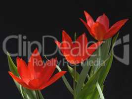 Rote Tulpen