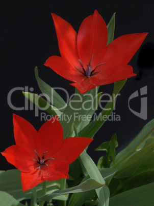 Rote Tulpen Rote Tulpen