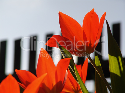 Rote Tulpen Rote Tulpen