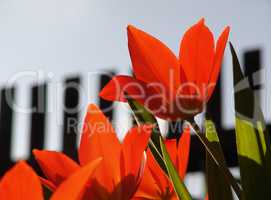 Rote Tulpen