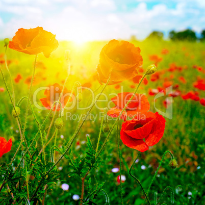 Bright sunrise in poppy field