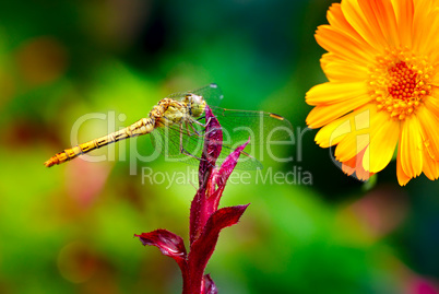 Large dragonfly