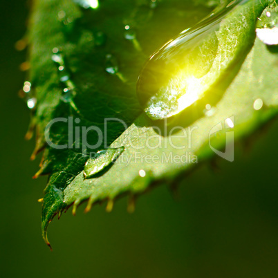 Fresh herb leaf with dew drops