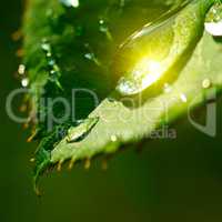 Fresh herb leaf with dew drops