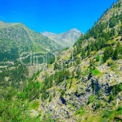 Mountains covered with forest