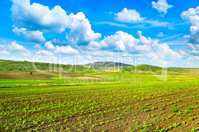 sunflower field and beautiful sky