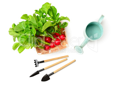 radishes in a basket and gardening tools isolated on white backg