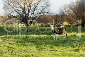 Cow in a pasture