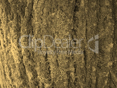 Tree bark background sepia