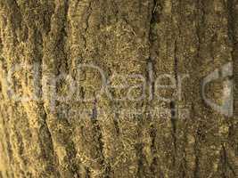 Tree bark background sepia