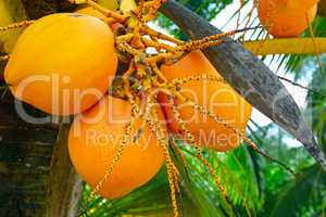 fruit on the tree coconut