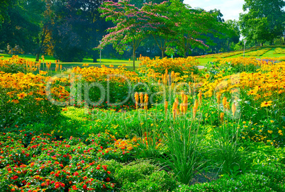 Blossoming flowerbeds in the park