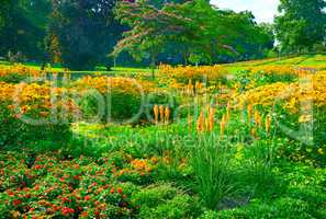 Blossoming flowerbeds in the park