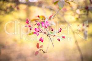 Zierapfel - Blüten