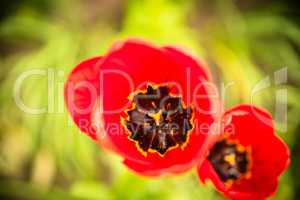 Rote Tulpen