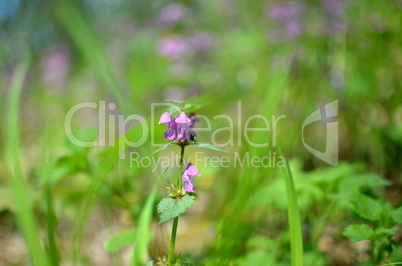 Flowers and grass in the forest