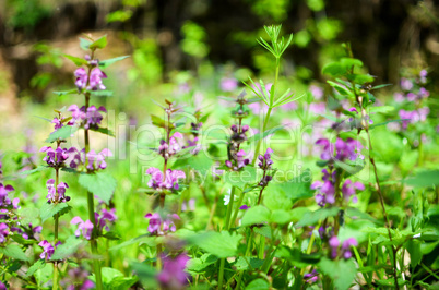 Flowers and grass in the forest