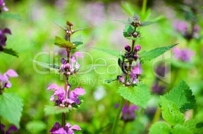 Flowers and grass in the forest