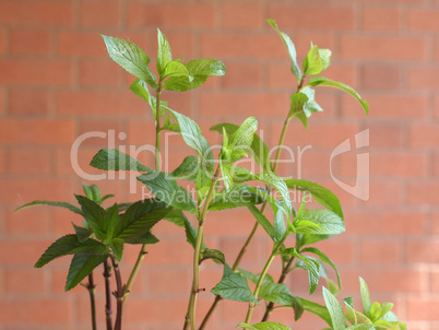 Peppermint (Mentha piperita) plant