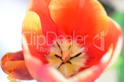 Closeup photo of red tulip core, abstract floral background