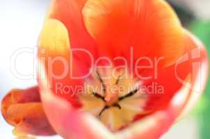 Closeup photo of red tulip core, abstract floral background