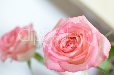Pink Rose Flowers on the Table