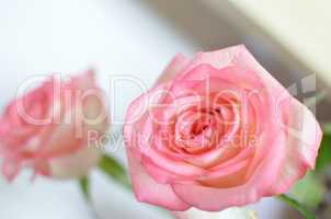 Pink Rose Flowers on the Table