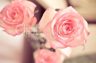 Pink Rose Flowers on the Table