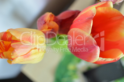 Closeup photo of red tulip core, abstract floral background