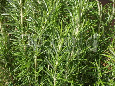 Rosemary (Rosmarinus) plant