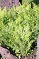 green fern at day