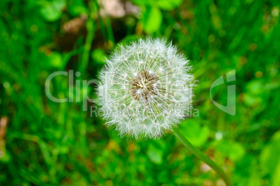 seeds of a dandelion on a background of green grass
