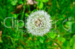seeds of a dandelion on a background of green grass