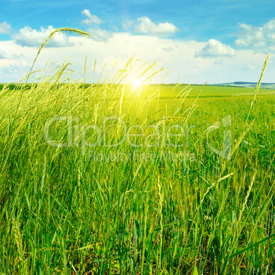 field, sunrise and blue sky