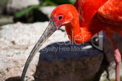 Roter Ibis (Eudocimus ruber)